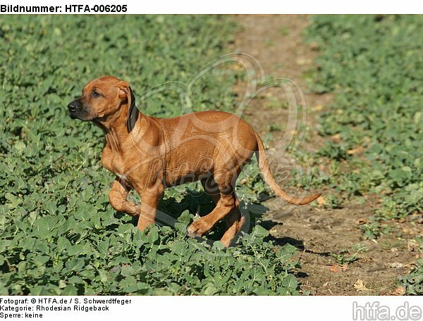 Rhodesian Ridgeback Welpe / rhodesian ridgeback puppy / HTFA-006205