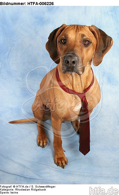 Rhodesian Ridgeback / HTFA-006226