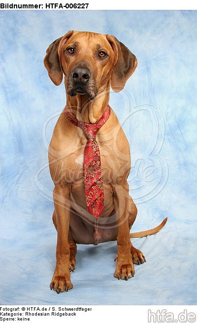 Rhodesian Ridgeback / HTFA-006227