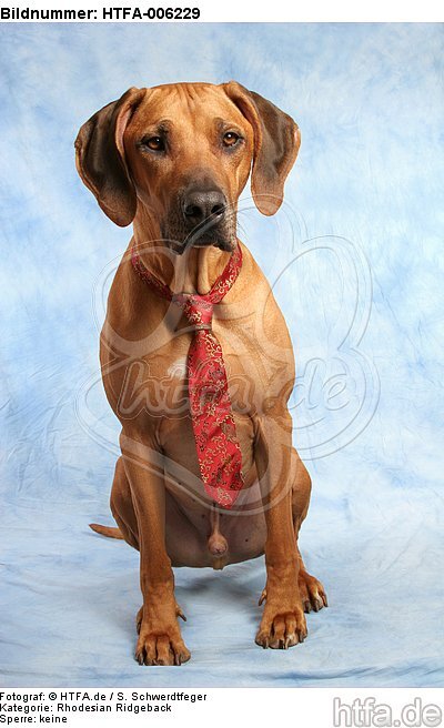 Rhodesian Ridgeback / HTFA-006229