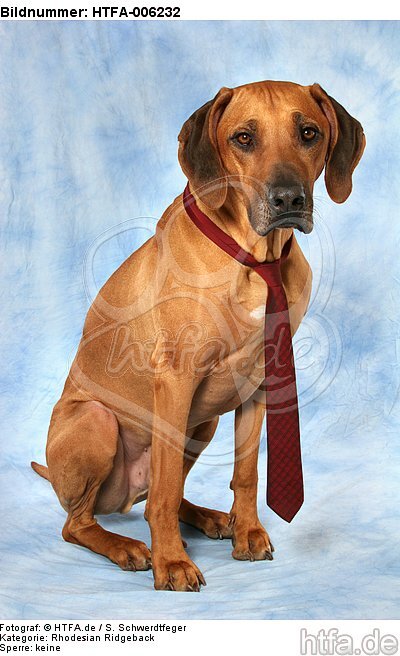 Rhodesian Ridgeback / HTFA-006232