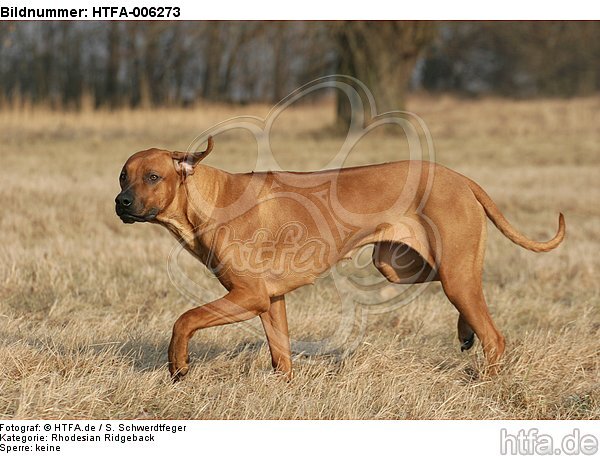 Rhodesian Ridgeback / HTFA-006273