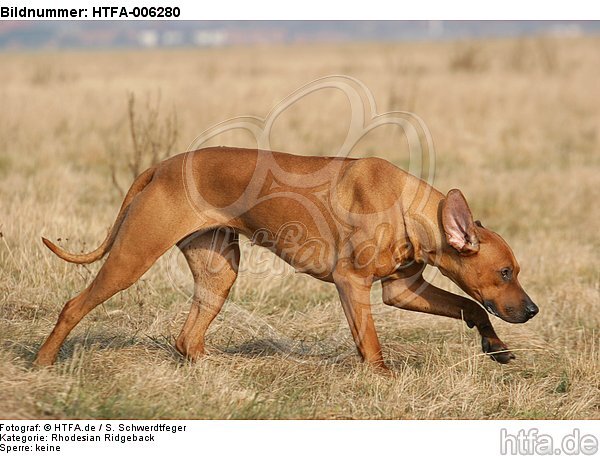 Rhodesian Ridgeback / HTFA-006280