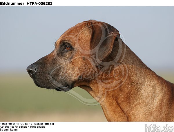 Rhodesian Ridgeback / HTFA-006282