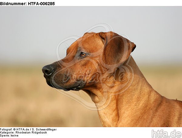 Rhodesian Ridgeback / HTFA-006285