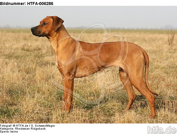 Rhodesian Ridgeback / HTFA-006286