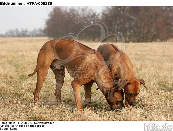 Rhodesian Ridgebacks / HTFA-006289