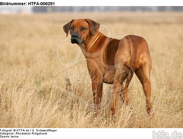 Rhodesian Ridgeback / HTFA-006291