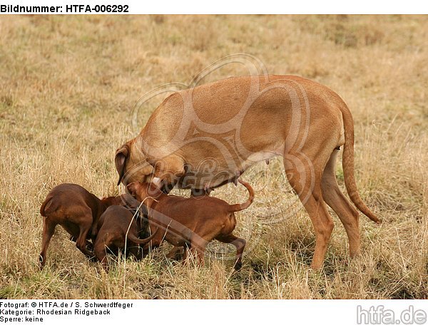 Rhodesian Ridgebacks und Zwergpinscher / rhodesian ridgebacks and miniature pinscher / HTFA-006292