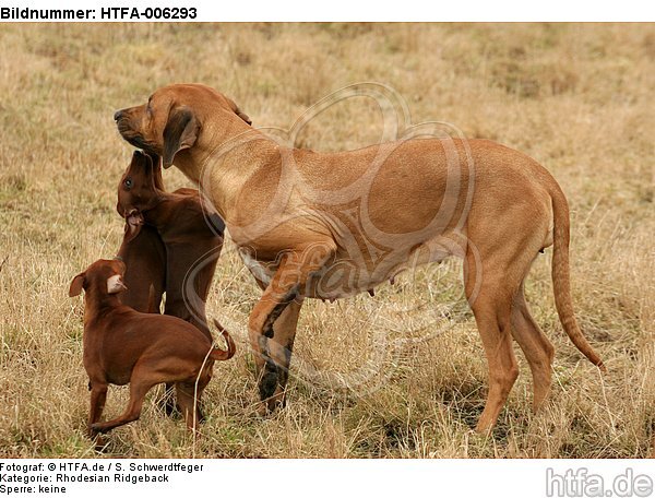 Rhodesian Ridgebacks und Zwergpinscher / rhodesian ridgebacks and miniature pinscher / HTFA-006293