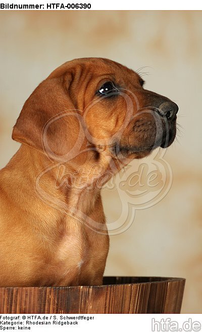 Rhodesian Ridgeback Welpe / rhodesian ridgeback puppy / HTFA-006390