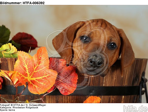 Rhodesian Ridgeback Welpe / rhodesian ridgeback puppy / HTFA-006392