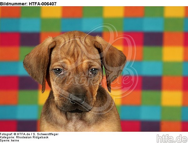 Rhodesian Ridgeback Welpe / rhodesian ridgeback puppy / HTFA-006407