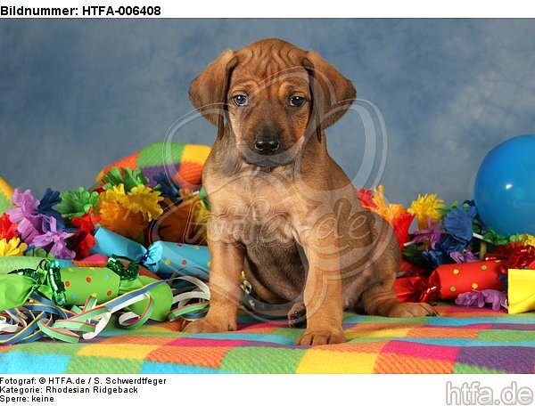 Rhodesian Ridgeback Welpe / rhodesian ridgeback puppy / HTFA-006408