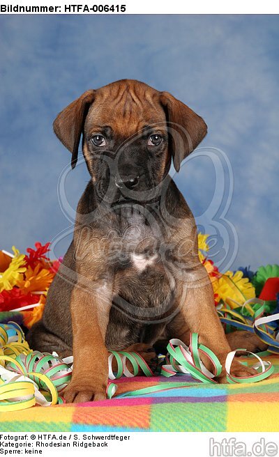 Rhodesian Ridgeback Welpe / rhodesian ridgeback puppy / HTFA-006415