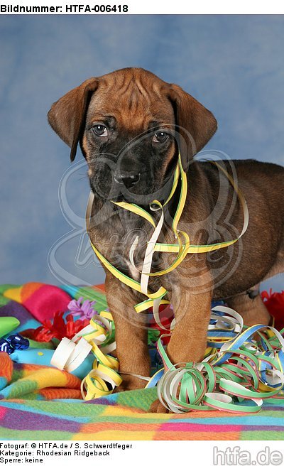 Rhodesian Ridgeback Welpe / rhodesian ridgeback puppy / HTFA-006418