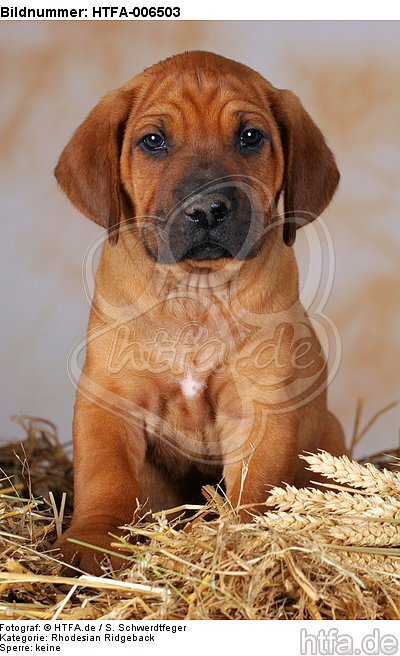 Rhodesian Ridgeback Welpe / rhodesian ridgeback puppy / HTFA-006503