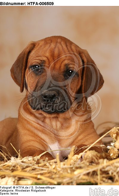 Rhodesian Ridgeback Welpe / rhodesian ridgeback puppy / HTFA-006509