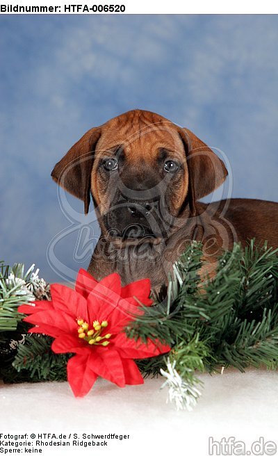 Rhodesian Ridgeback Welpe / rhodesian ridgeback puppy / HTFA-006520