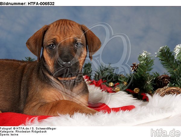 Rhodesian Ridgeback Welpe / rhodesian ridgeback puppy / HTFA-006532