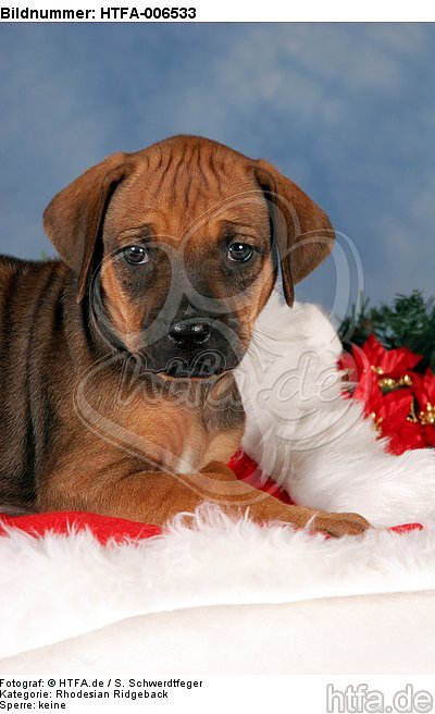 Rhodesian Ridgeback Welpe / rhodesian ridgeback puppy / HTFA-006533