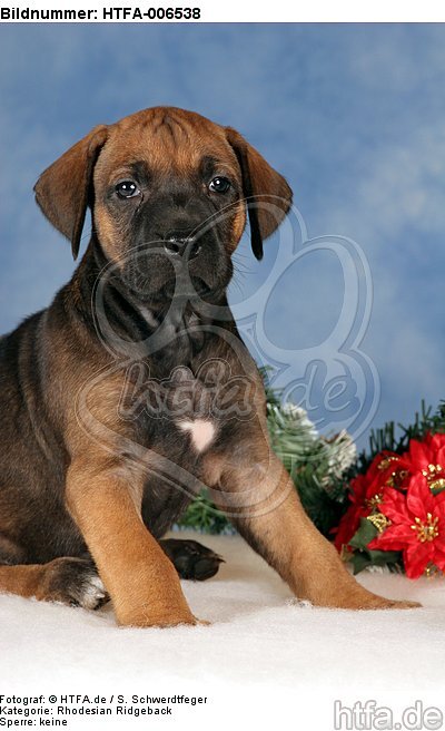 Rhodesian Ridgeback Welpe / rhodesian ridgeback puppy / HTFA-006538