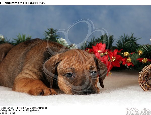 Rhodesian Ridgeback Welpe / rhodesian ridgeback puppy / HTFA-006542