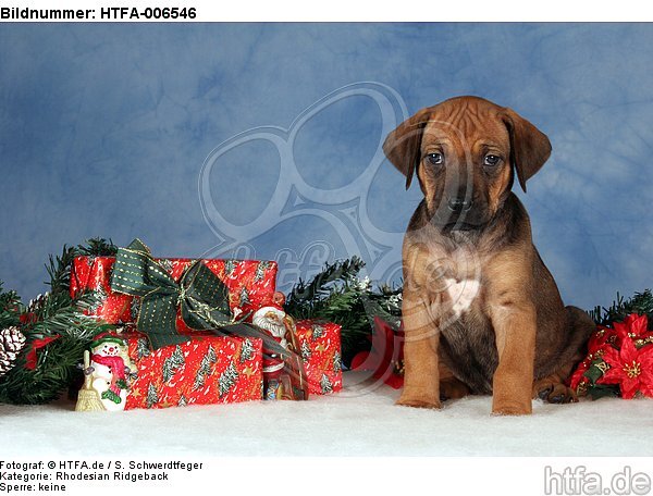 Rhodesian Ridgeback Welpe / rhodesian ridgeback puppy / HTFA-006546