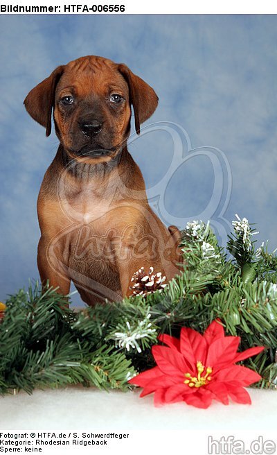 Rhodesian Ridgeback Welpe / rhodesian ridgeback puppy / HTFA-006556