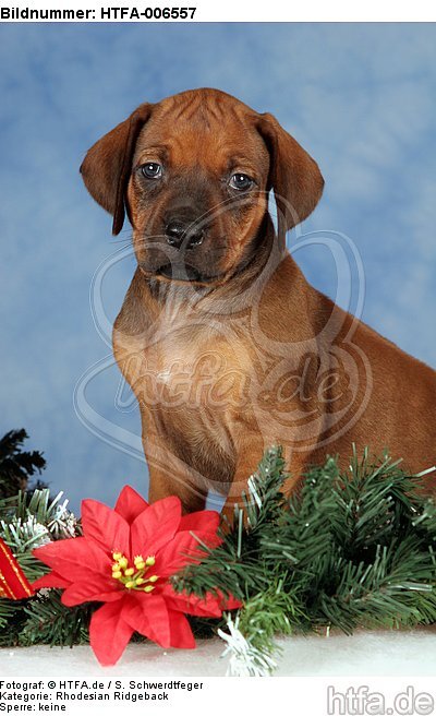 Rhodesian Ridgeback Welpe / rhodesian ridgeback puppy / HTFA-006557