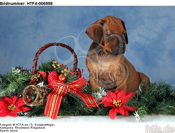 Rhodesian Ridgeback Welpe / rhodesian ridgeback puppy / HTFA-006558