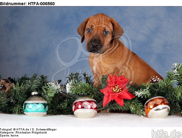 Rhodesian Ridgeback Welpe / rhodesian ridgeback puppy / HTFA-006560