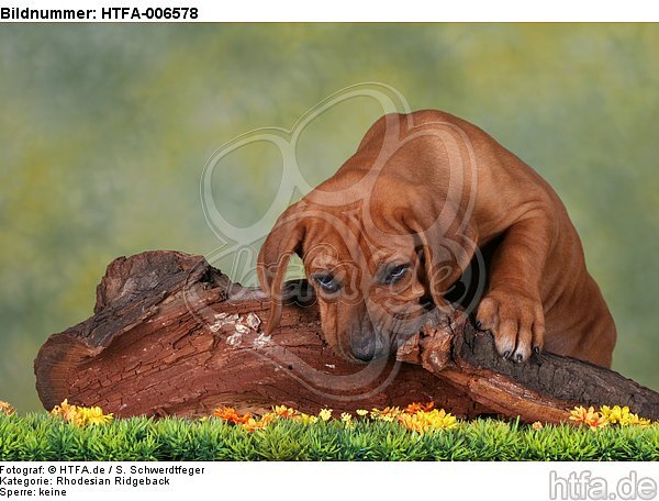 Rhodesian Ridgeback Welpe / rhodesian ridgeback puppy / HTFA-006578