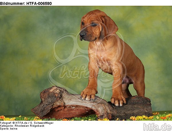 Rhodesian Ridgeback Welpe / rhodesian ridgeback puppy / HTFA-006580