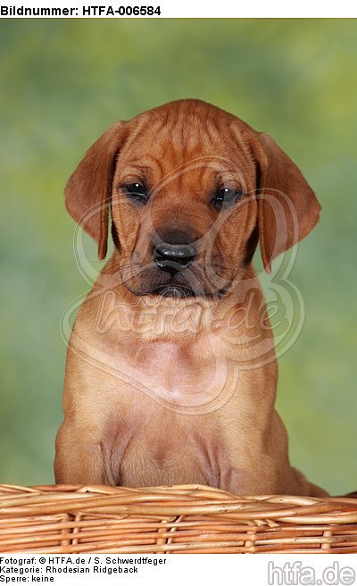 Rhodesian Ridgeback Welpe / rhodesian ridgeback puppy / HTFA-006584