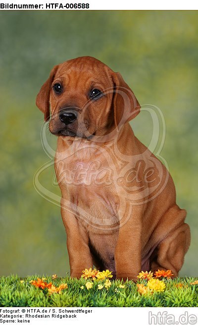 Rhodesian Ridgeback Welpe / rhodesian ridgeback puppy / HTFA-006588