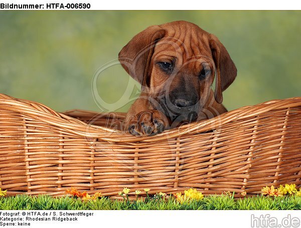 Rhodesian Ridgeback Welpe / rhodesian ridgeback puppy / HTFA-006590