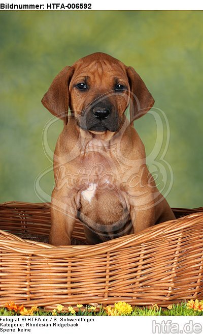 Rhodesian Ridgeback Welpe / rhodesian ridgeback puppy / HTFA-006592