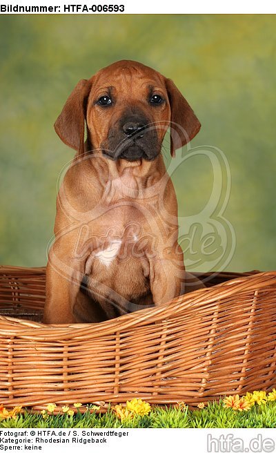 Rhodesian Ridgeback Welpe / rhodesian ridgeback puppy / HTFA-006593