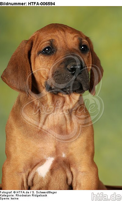 Rhodesian Ridgeback Welpe / rhodesian ridgeback puppy / HTFA-006594