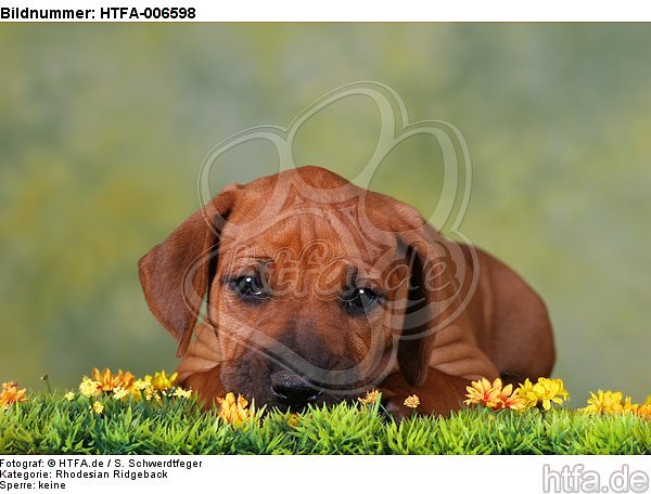 Rhodesian Ridgeback Welpe / rhodesian ridgeback puppy / HTFA-006598