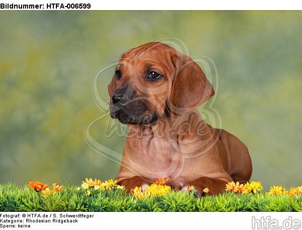 Rhodesian Ridgeback Welpe / rhodesian ridgeback puppy / HTFA-006599