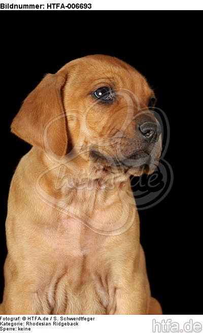 Rhodesian Ridgeback Welpe / rhodesian ridgeback puppy / HTFA-006693