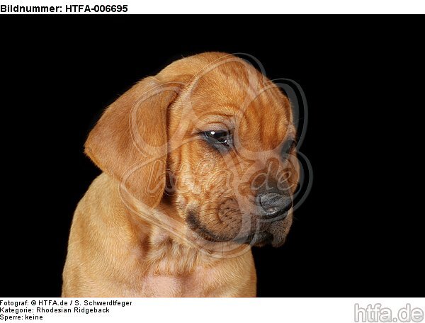 Rhodesian Ridgeback Welpe / rhodesian ridgeback puppy / HTFA-006695