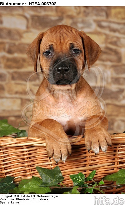 Rhodesian Ridgeback Welpe / rhodesian ridgeback puppy / HTFA-006702