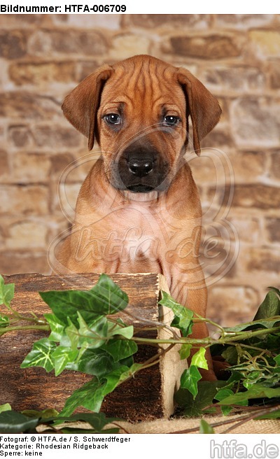 Rhodesian Ridgeback Welpe / rhodesian ridgeback puppy / HTFA-006709