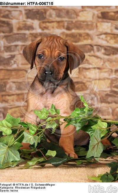 Rhodesian Ridgeback Welpe / rhodesian ridgeback puppy / HTFA-006715