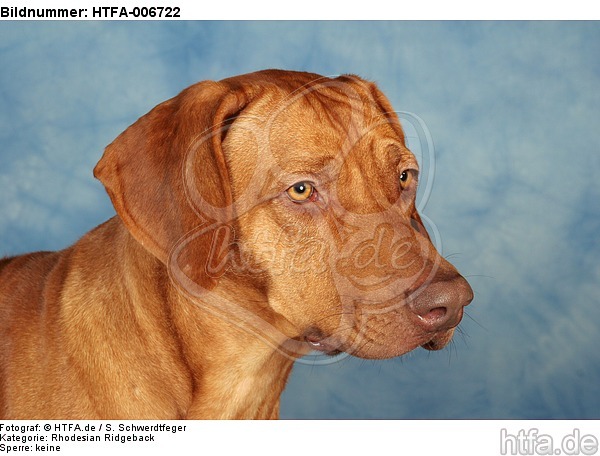 Rhodesian Ridgeback / HTFA-006722