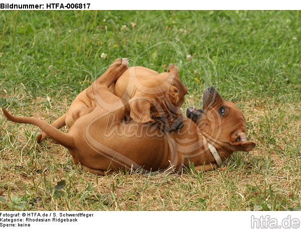 Rhodesian Ridgeback Welpen / rhodesian ridgeback puppies / HTFA-006817