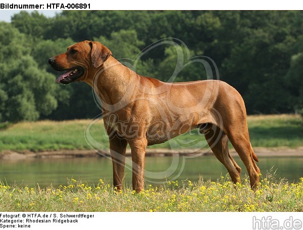 Rhodesian Ridgeback / HTFA-006891